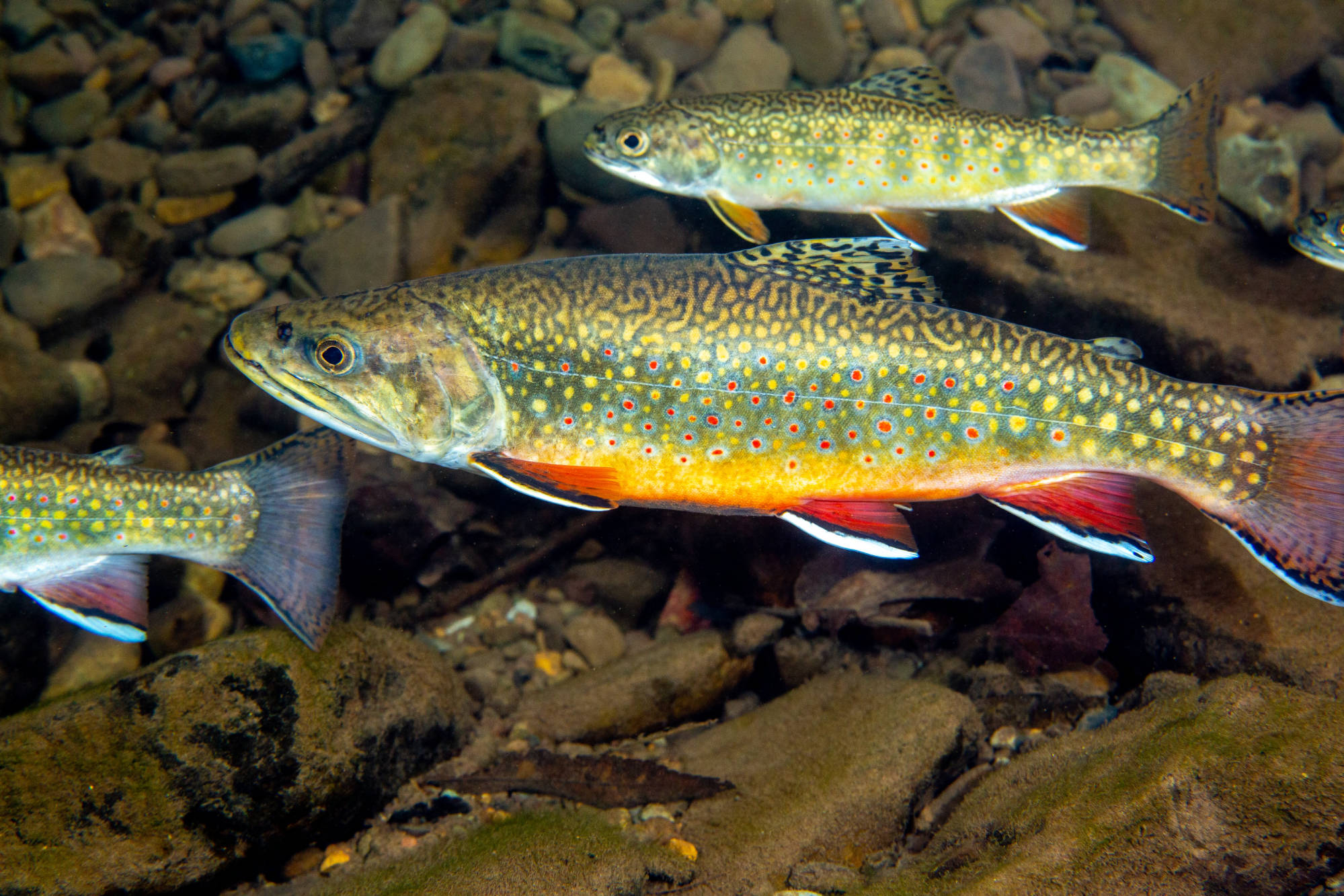 Brook trout in Seneca Creek WV FWS.gov